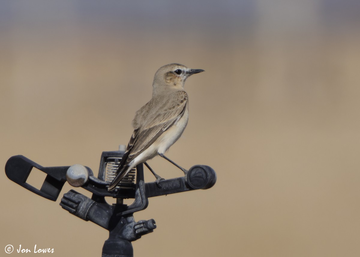 bělořit plavý - ML646415061