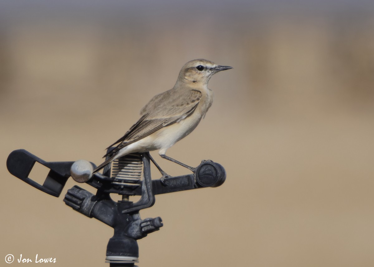 bělořit plavý - ML646415062