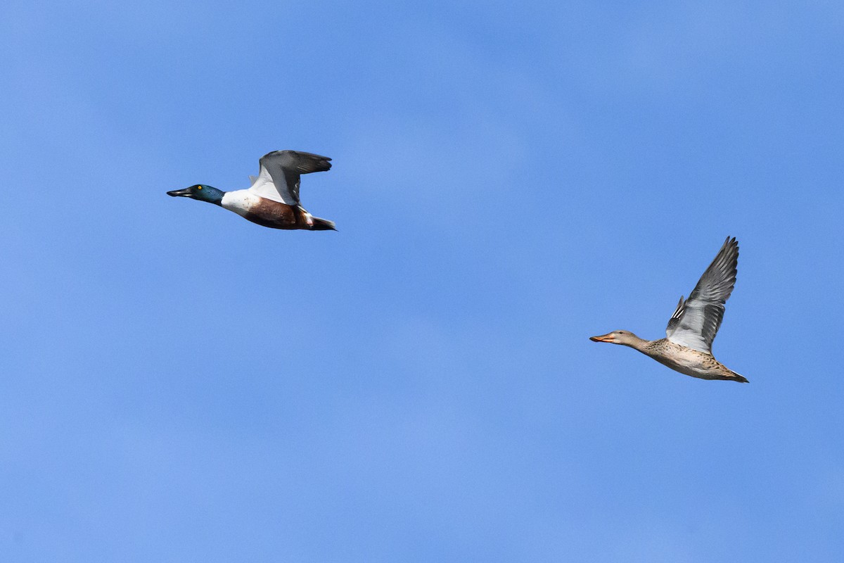 Northern Shoveler - ML646415063