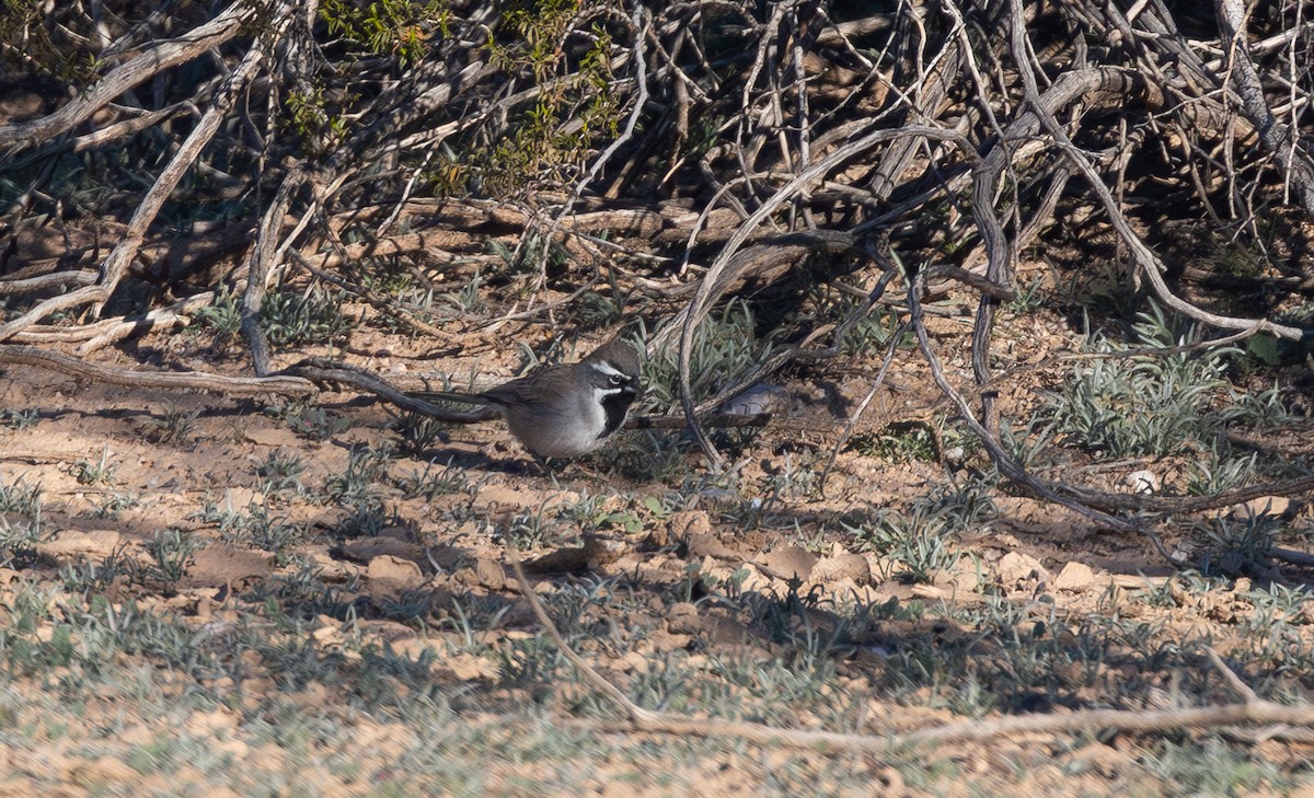 Black-throated Sparrow - ML646415068