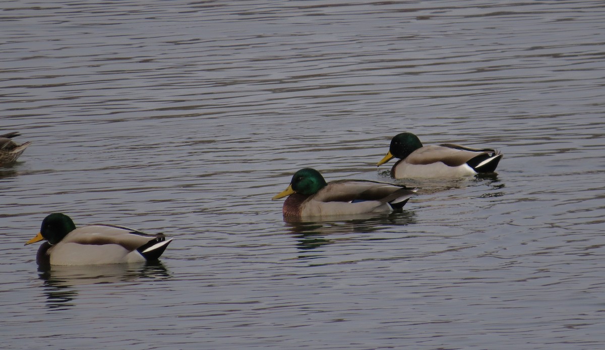 kachna divoká - ML646415069