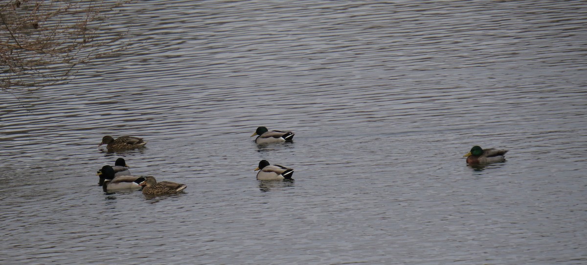 kachna divoká - ML646415070