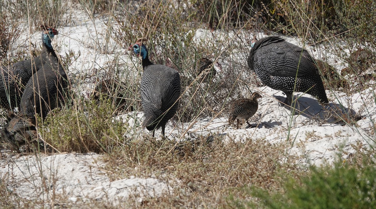 Helmeted Guineafowl (Tufted) - ML646415071