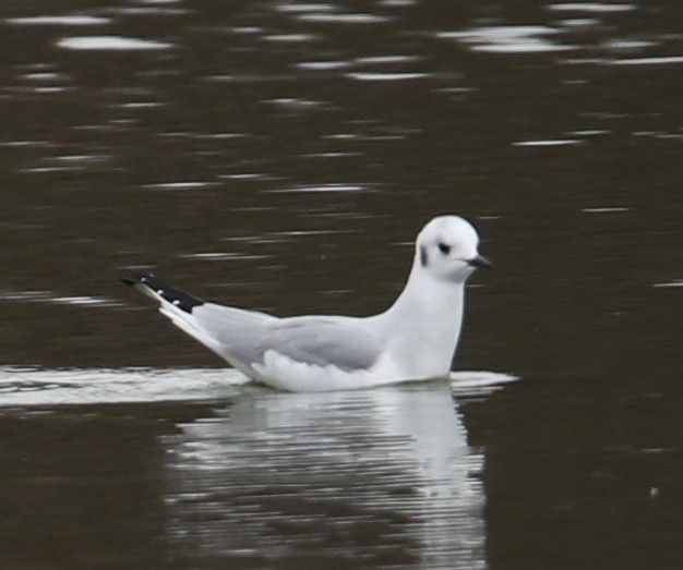 Bonaparte's Gull - ML646415072