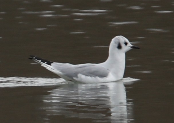 Bonaparte's Gull - ML646415078