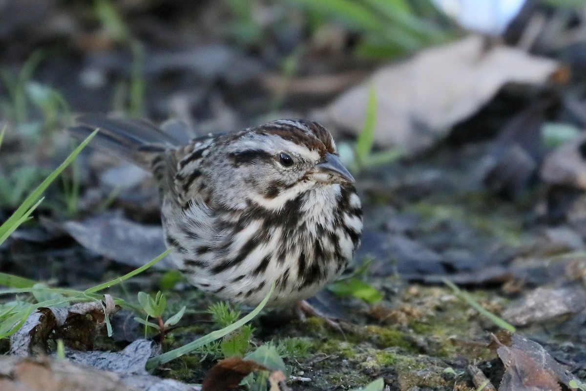 Song Sparrow - ML646415081