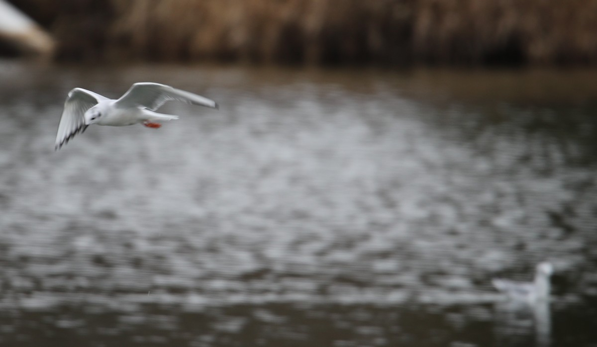 Bonaparte's Gull - ML646415082