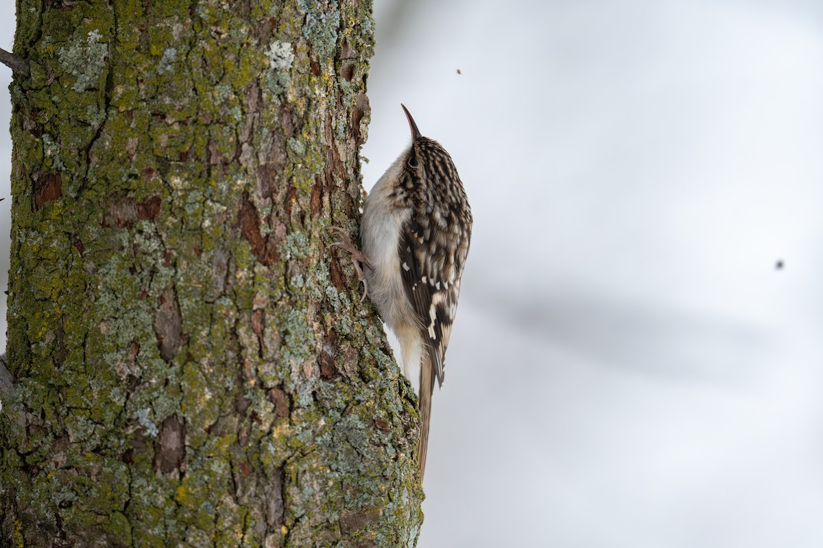 šoupálek americký - ML646415083