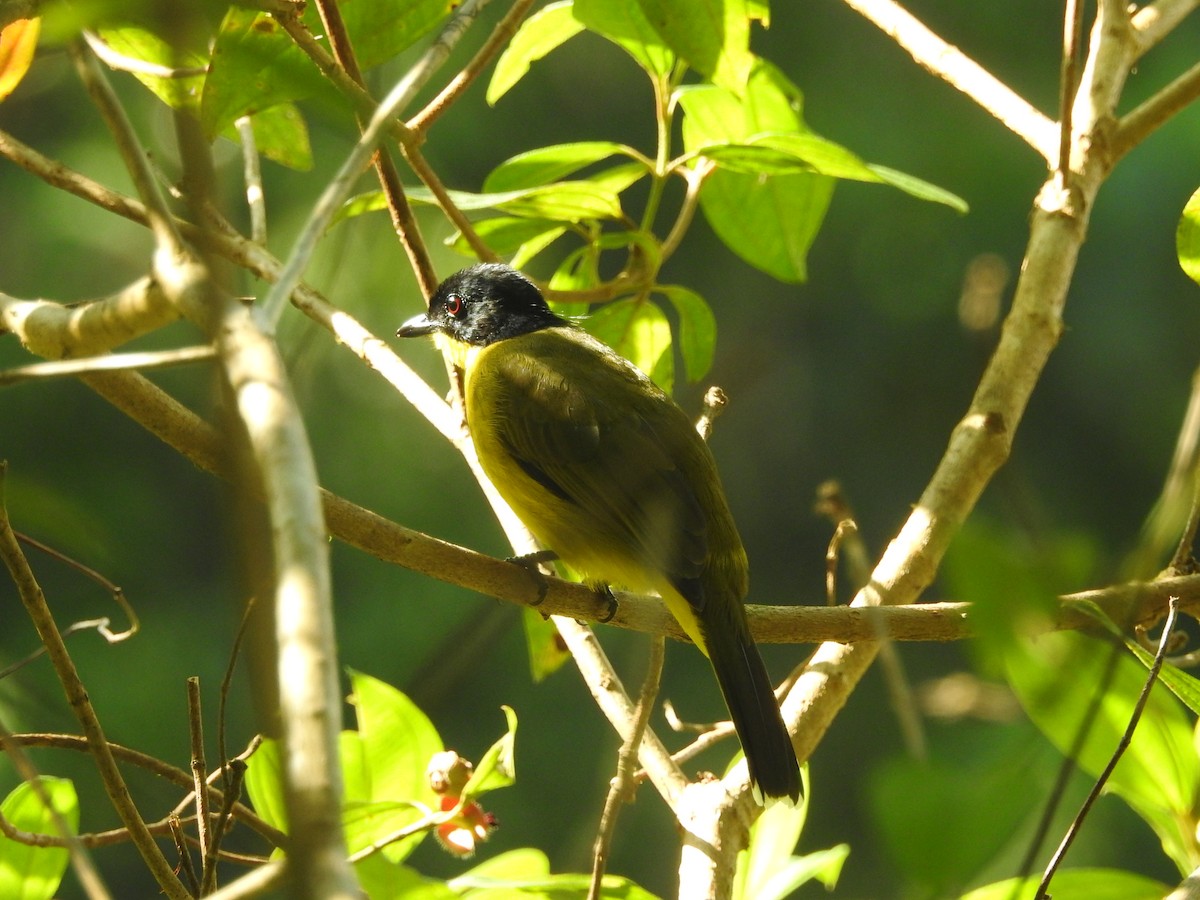 Black-capped Bulbul - ML646415084