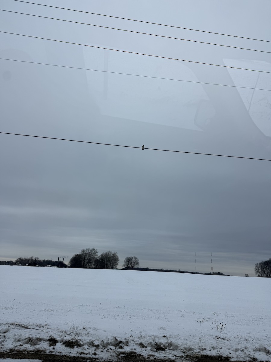 American Kestrel - ML646415086