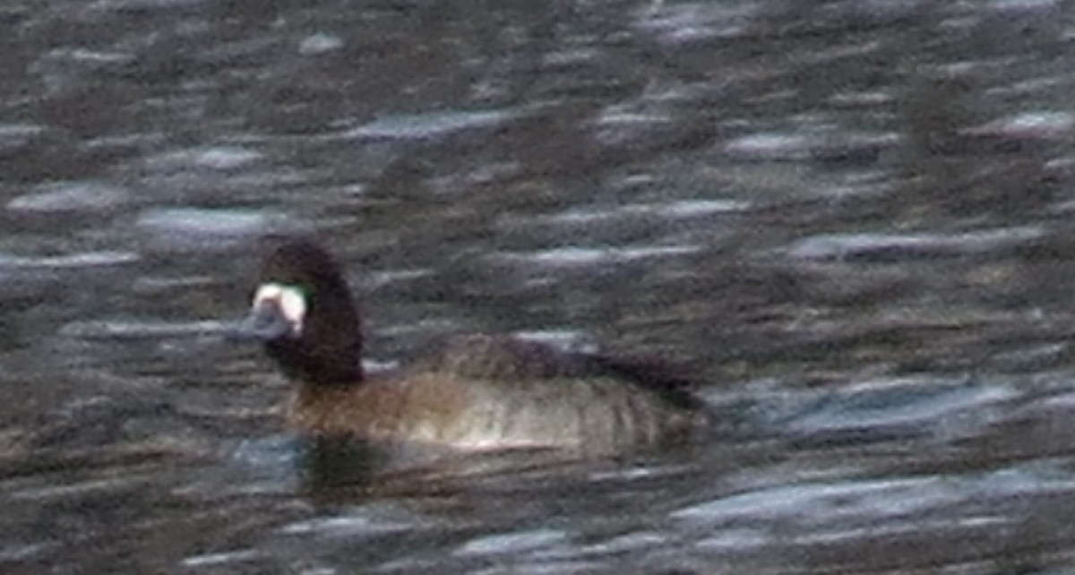 polák vlnkovaný - ML646415089