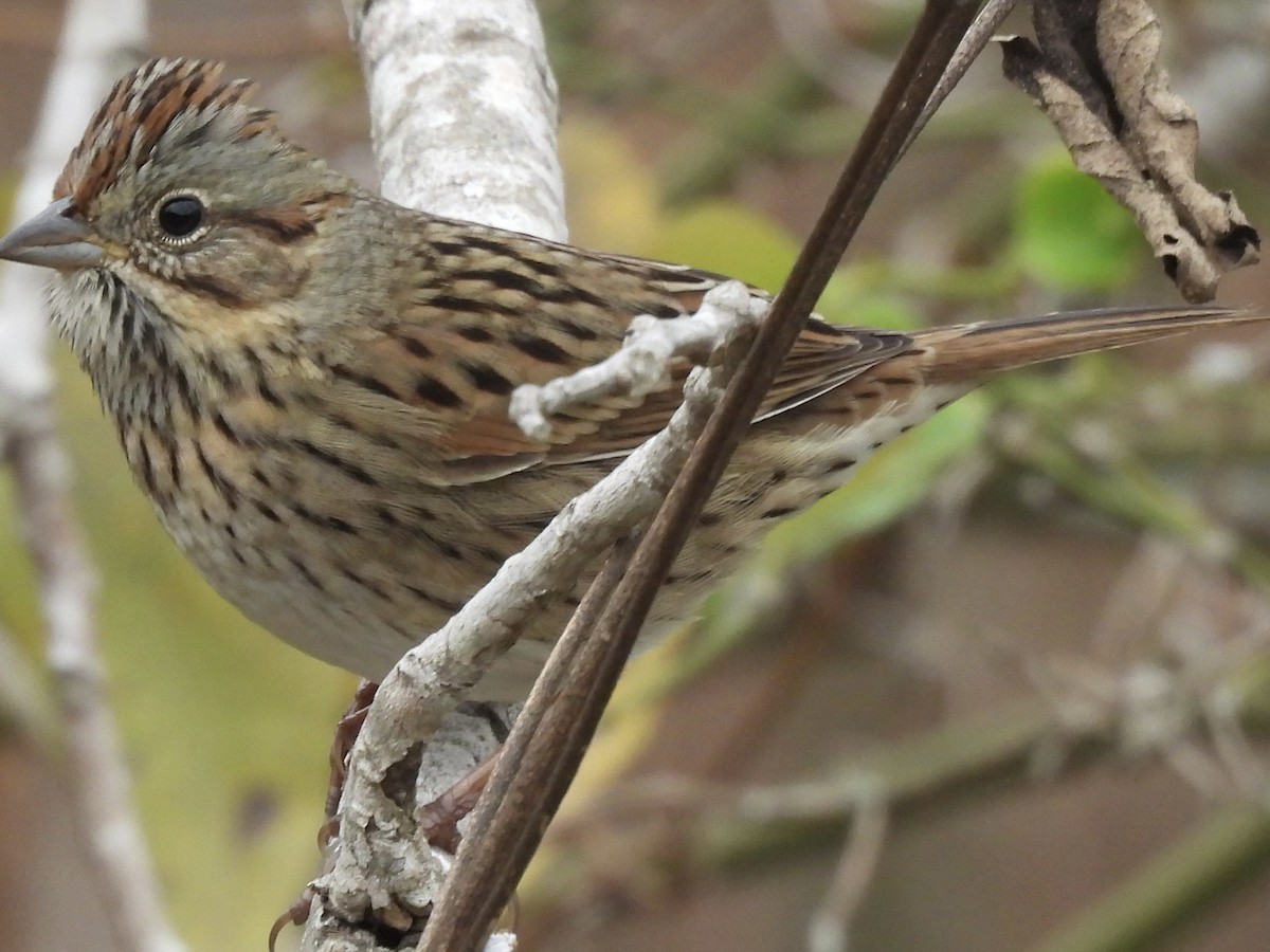 Lincoln's Sparrow - ML646415091