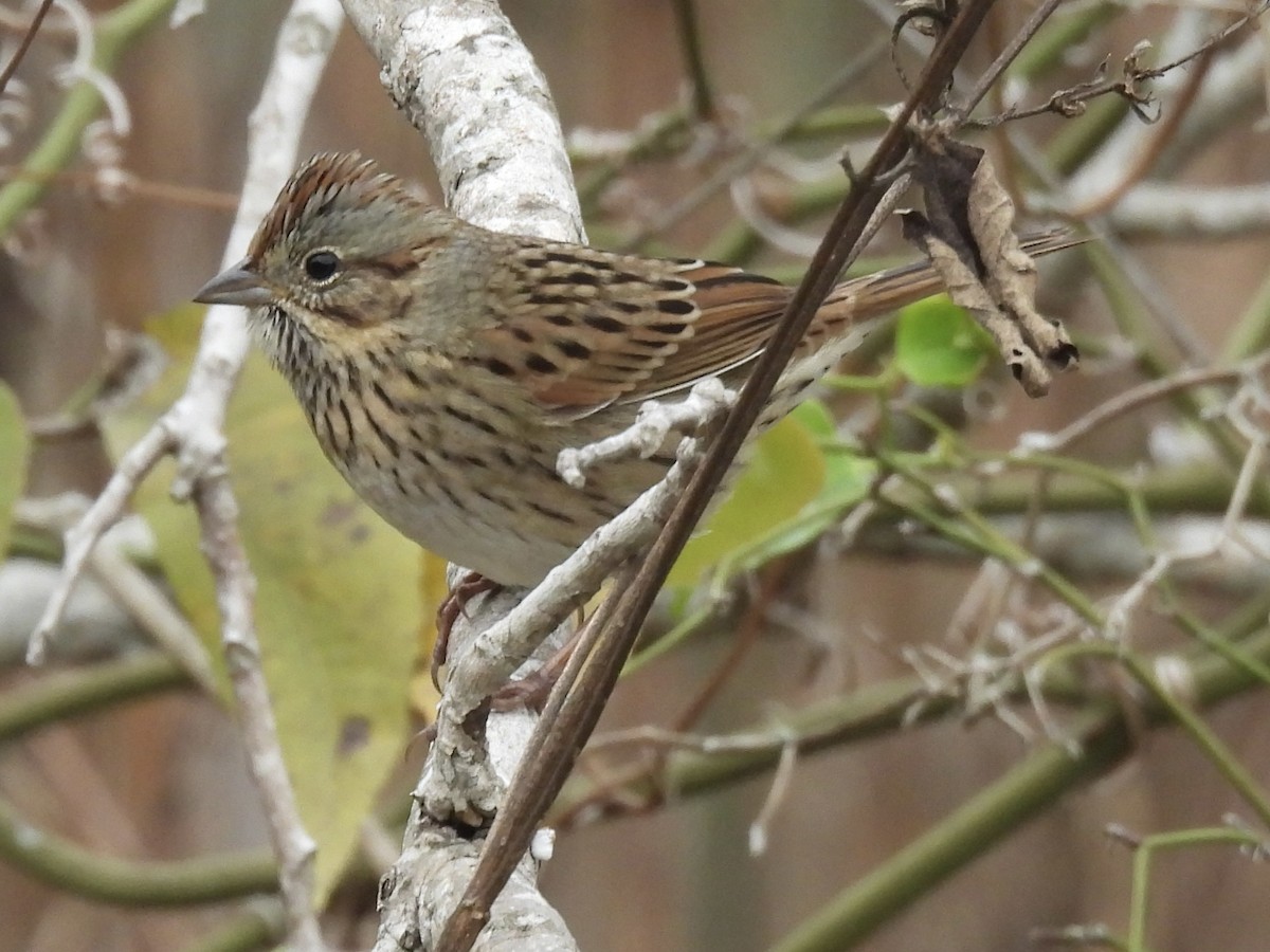 ヒメウタスズメ - ML646415092