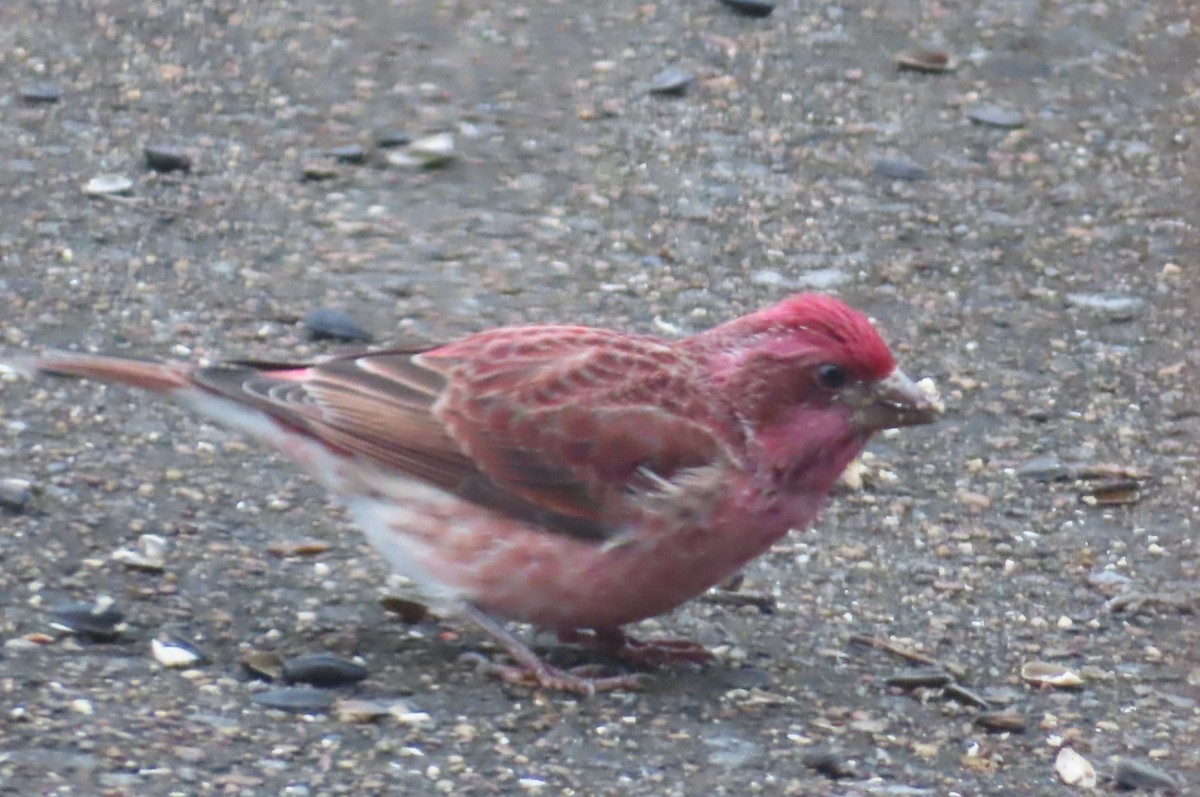 Purple Finch - ML646415094