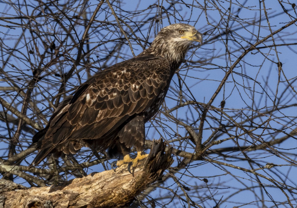 ハクトウワシ - ML646415095