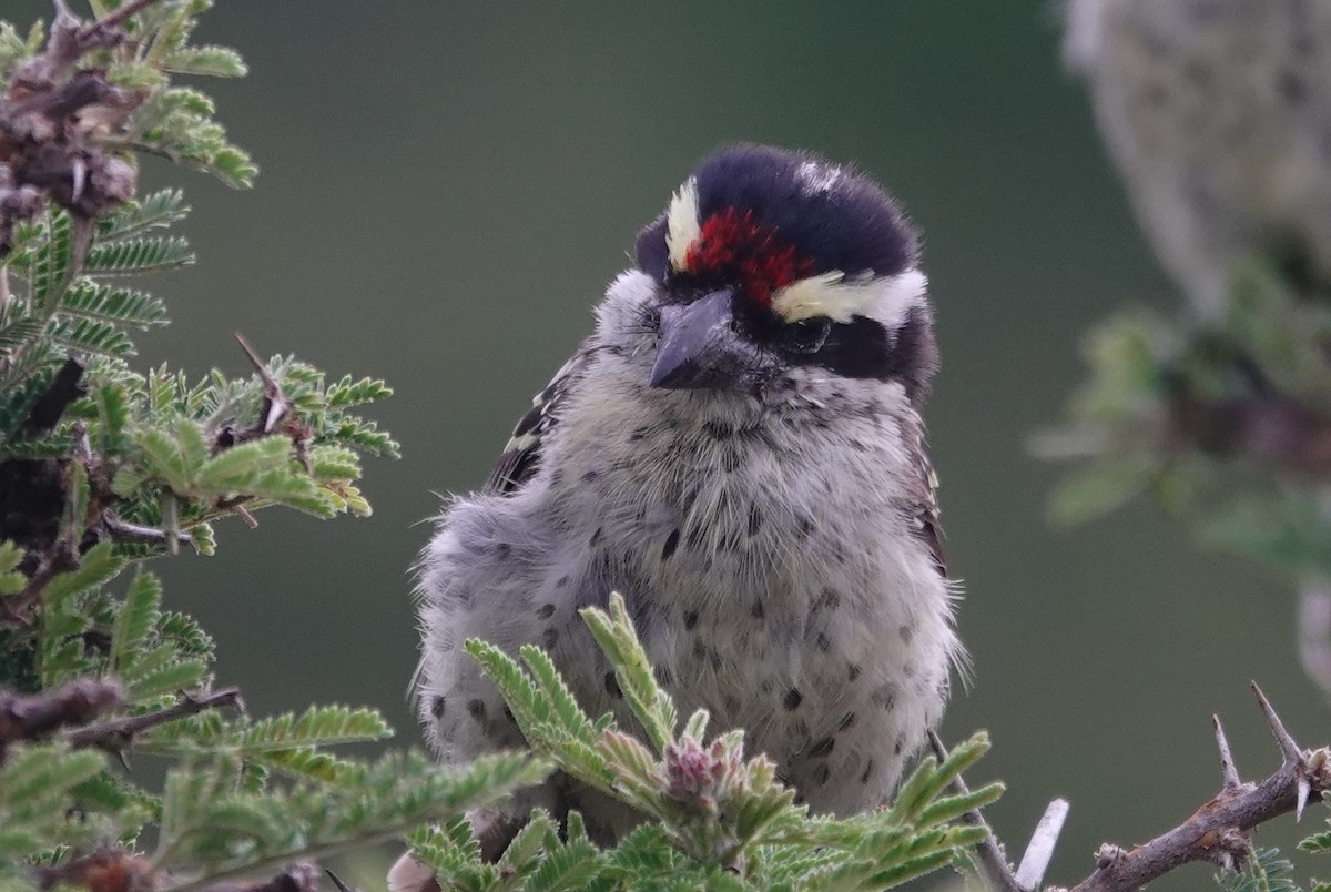 キマユコゴシキドリ - ML646415098