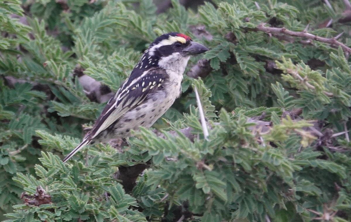 Red-fronted Barbet - ML646415099