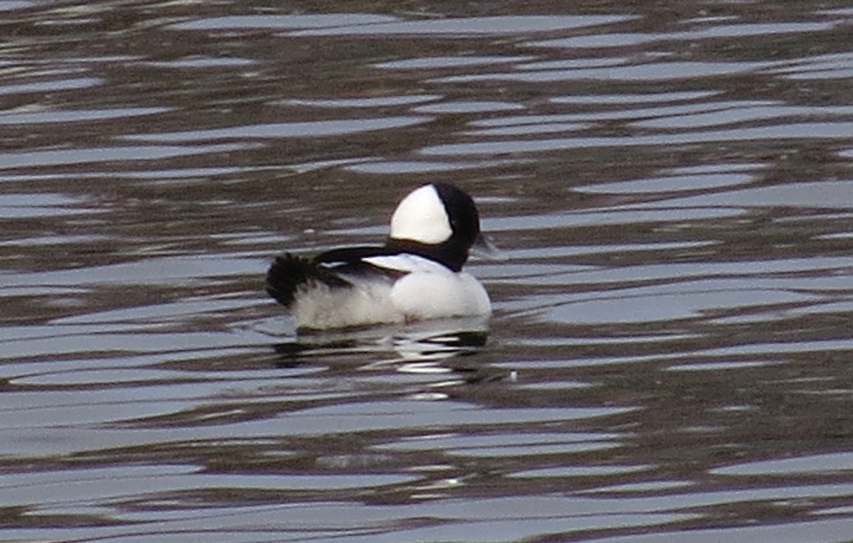 ヒメハジロ - ML646415100