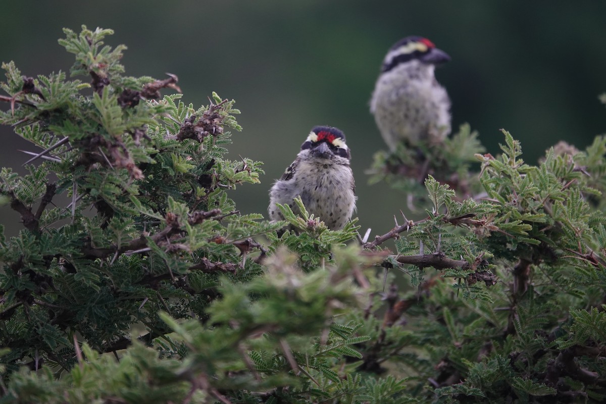 キマユコゴシキドリ - ML646415101