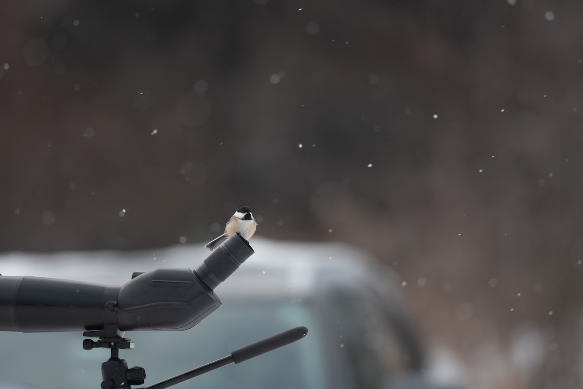 アメリカコガラ - ML646415102