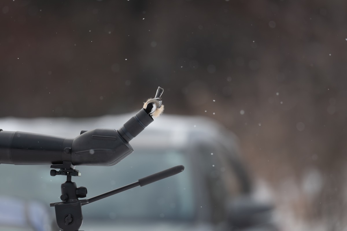 アメリカコガラ - ML646415103