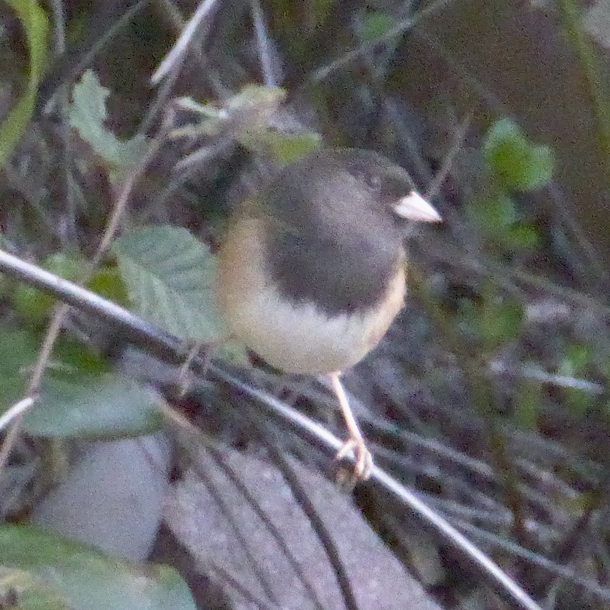 ユキヒメドリ - ML646415104