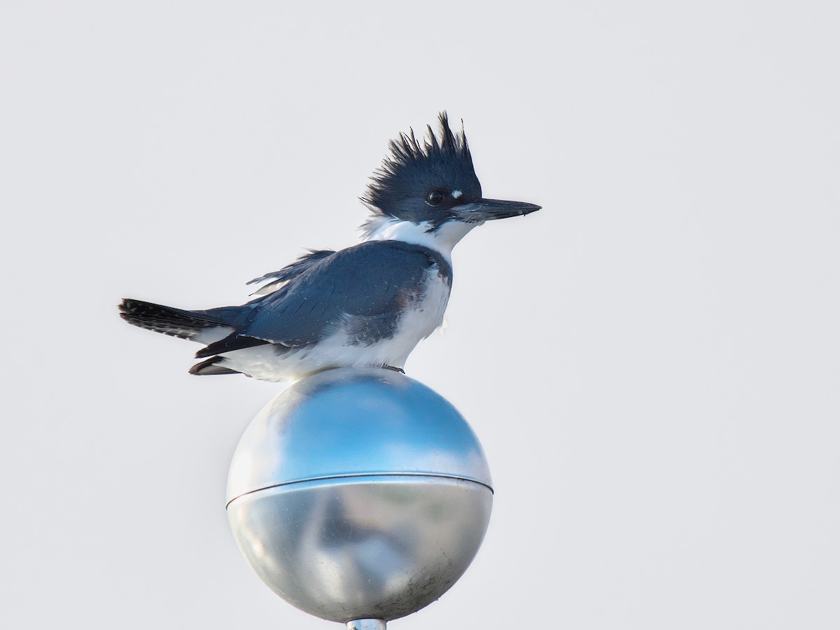 アメリカヤマセミ - ML646415105