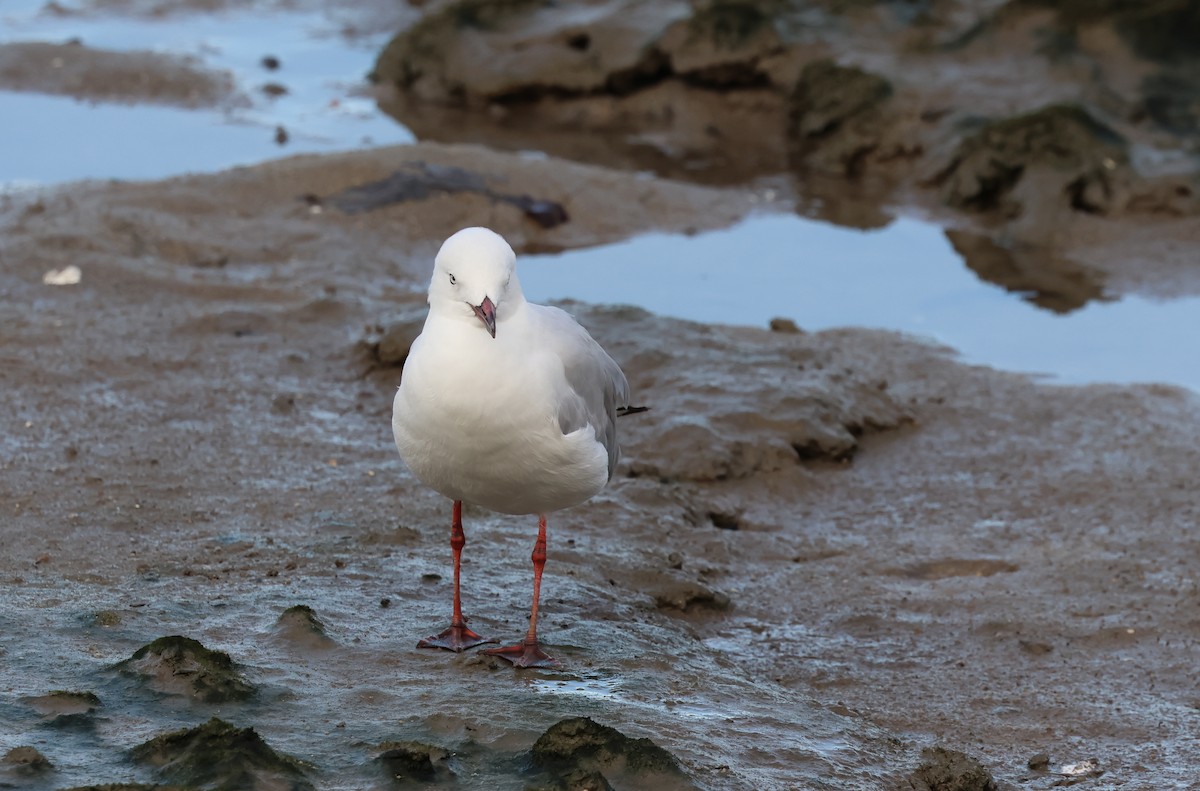 ギンカモメ - ML646415106