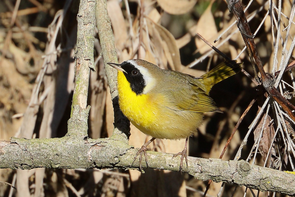 カオグロアメリカムシクイ - ML646415107