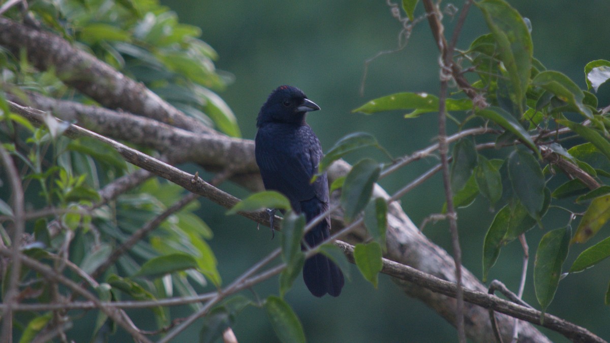 ヒノデクロフウキンチョウ - ML646415108