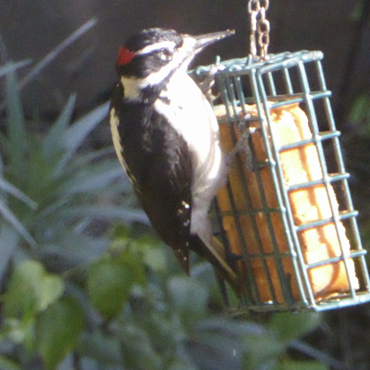 セジロアカゲラ - ML646415110