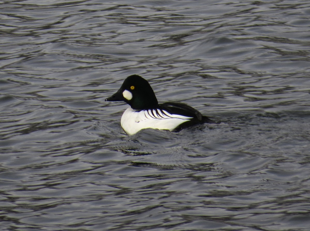 ホオジロガモ - ML646415111