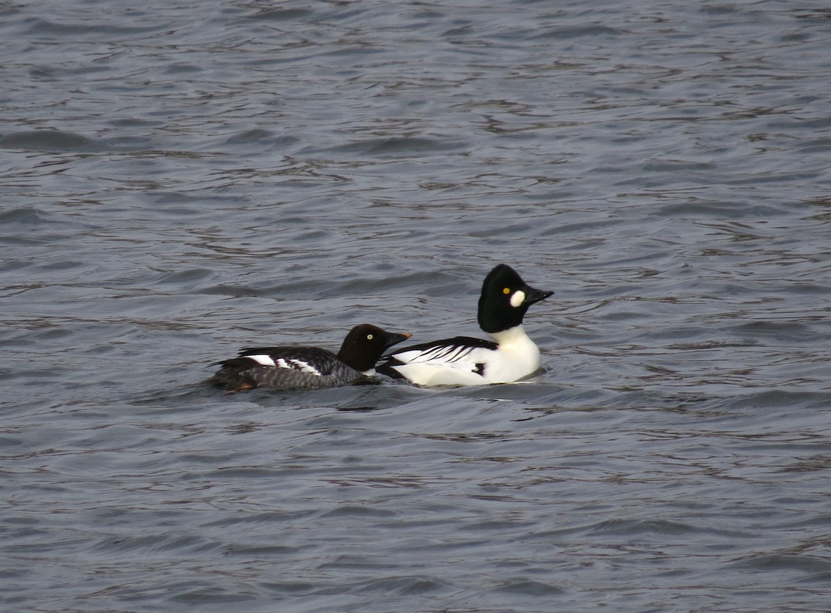 ホオジロガモ - ML646415112