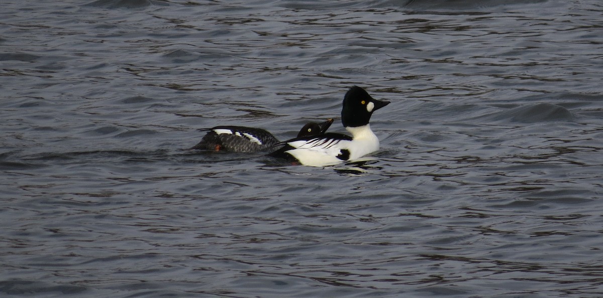 ホオジロガモ - ML646415113