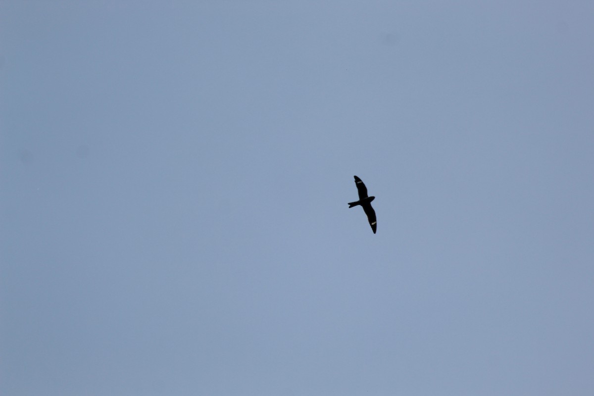 アメリカヨタカ - ML646415114