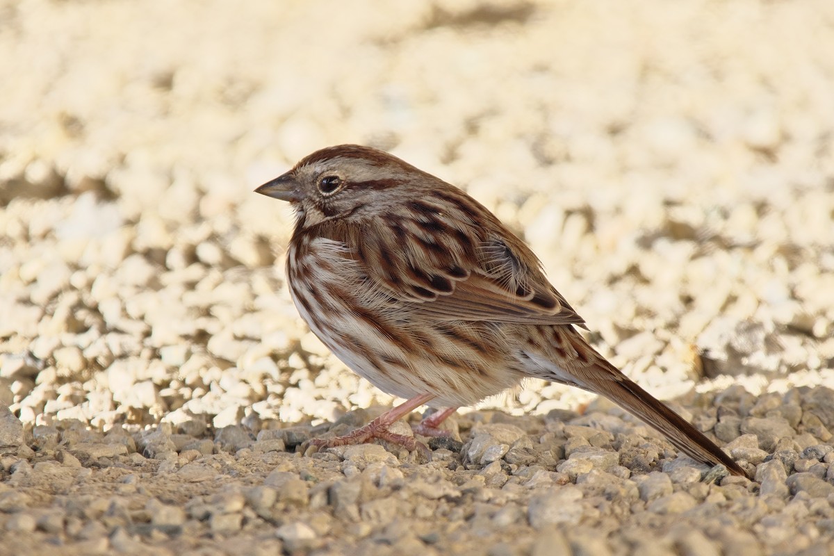 ウタスズメ - ML646415115