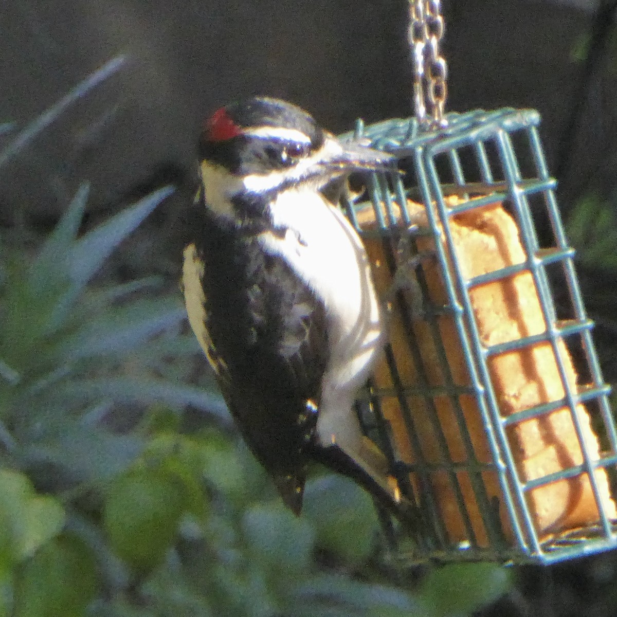 セジロアカゲラ - ML646415116