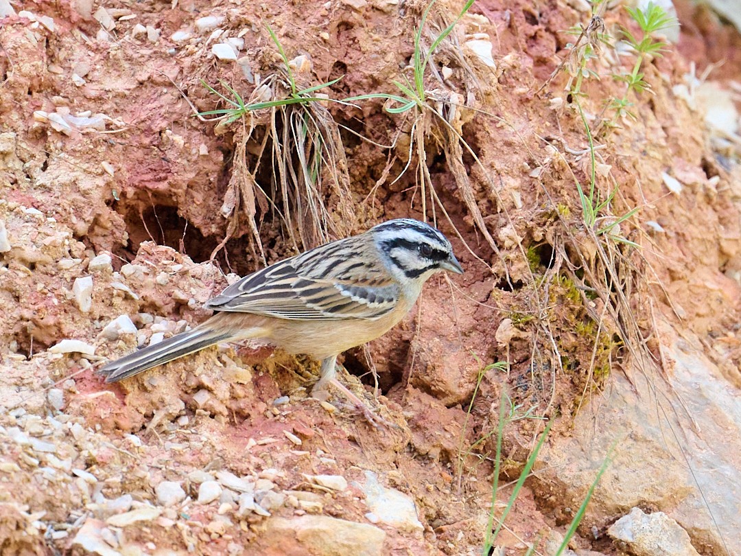 ヒゲホオジロ - ML646415117