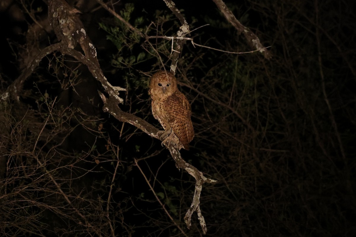 ウオクイフクロウ - ML646415118