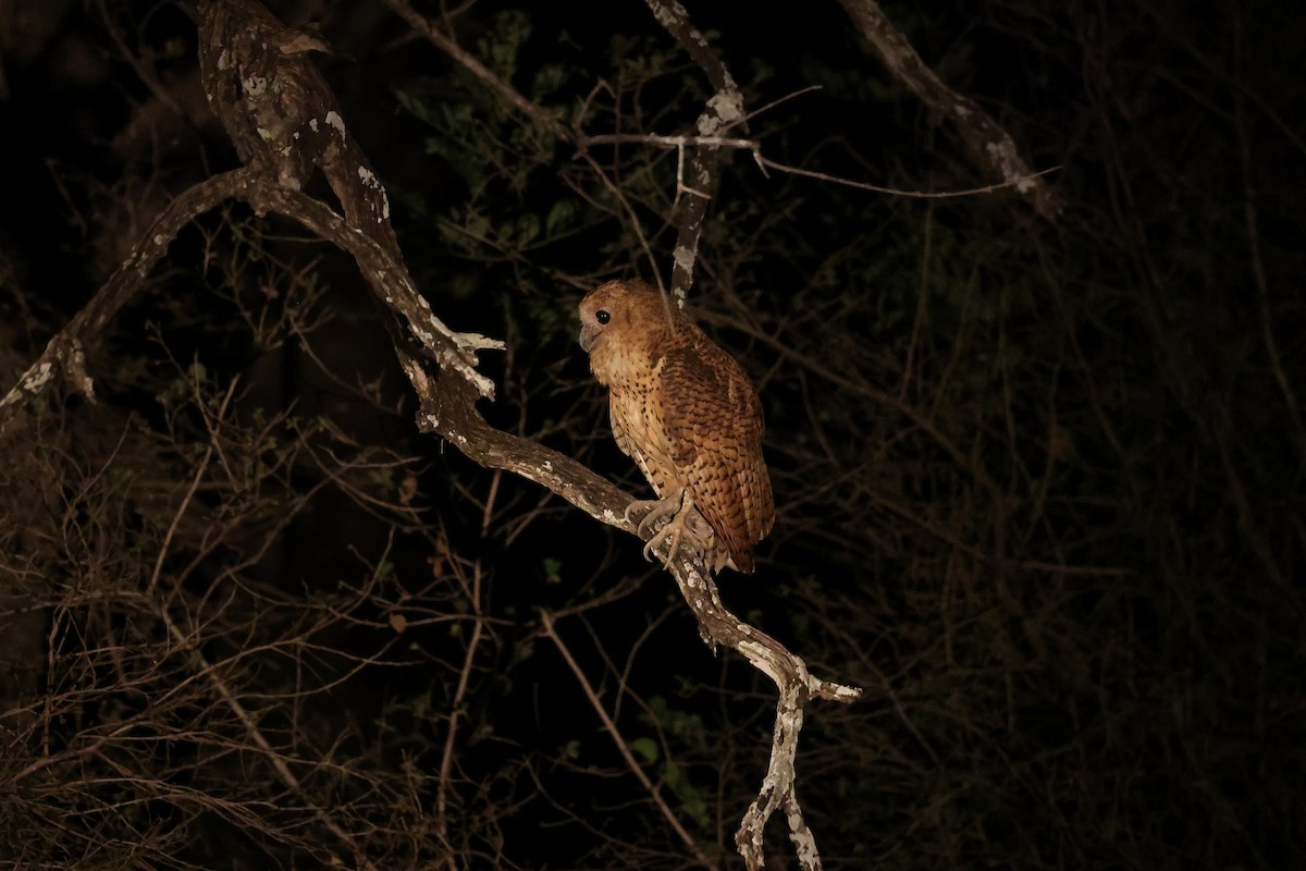 ウオクイフクロウ - ML646415119