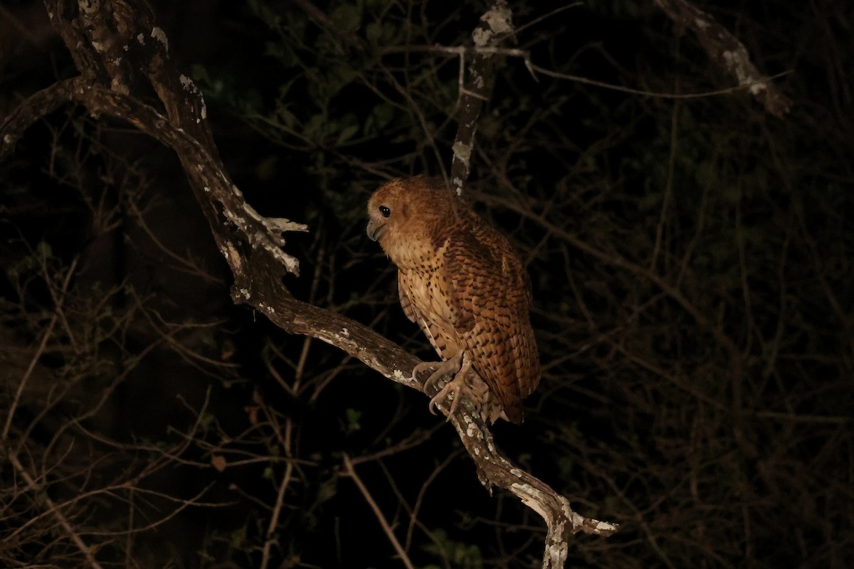 ウオクイフクロウ - ML646415120