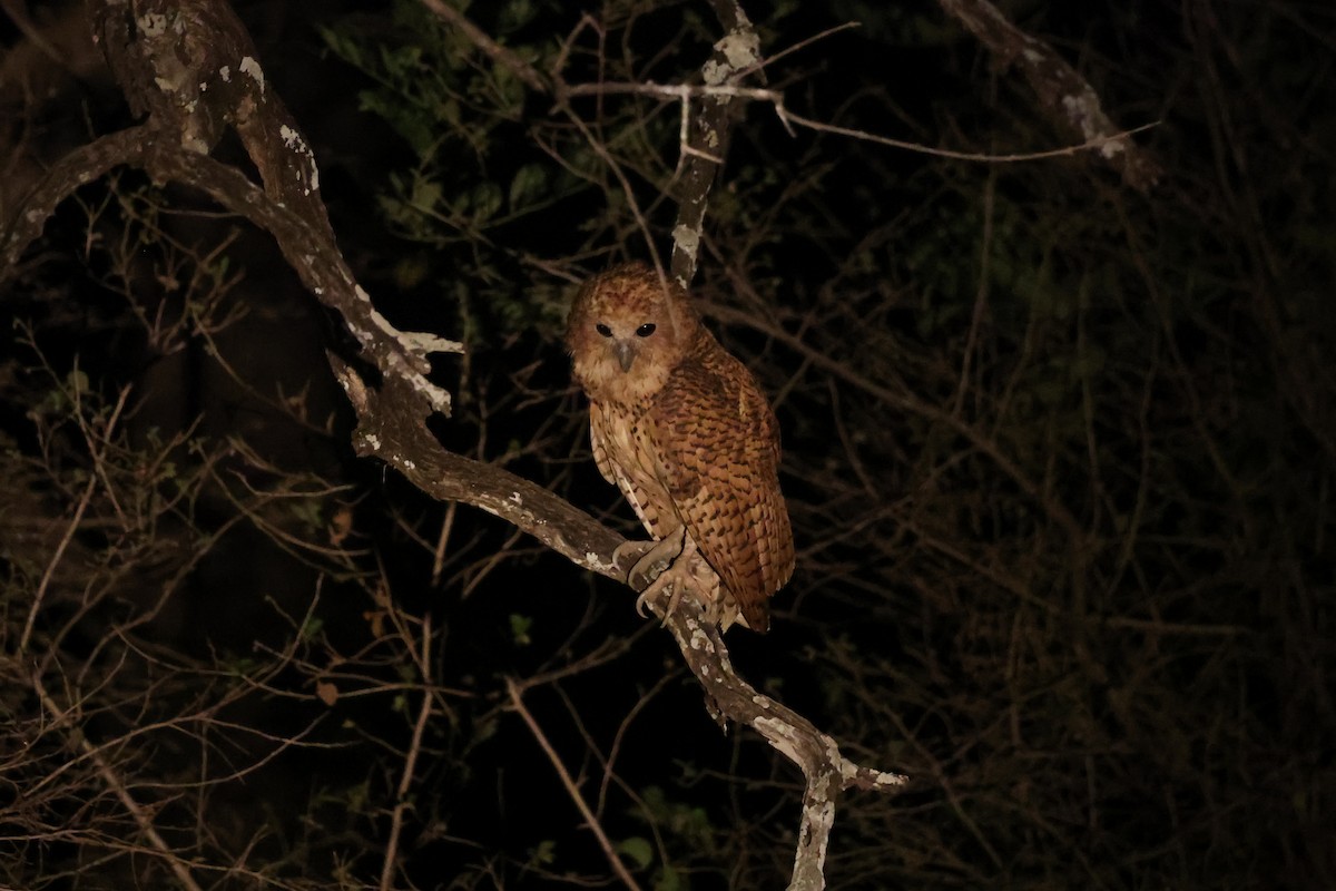 ウオクイフクロウ - ML646415122