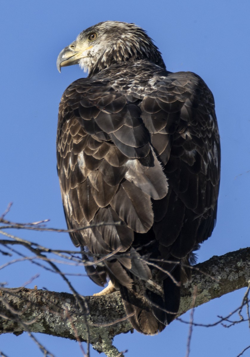 ハクトウワシ - ML646415123