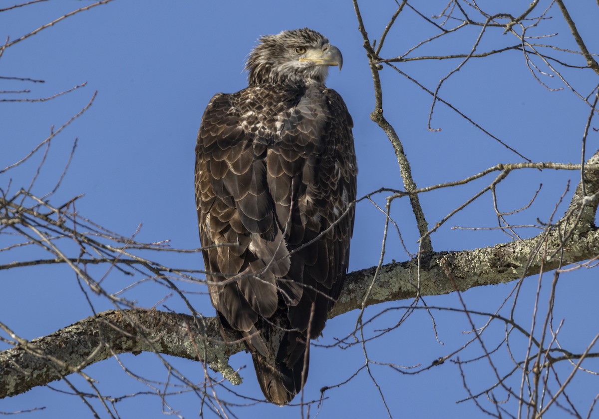 ハクトウワシ - ML646415124