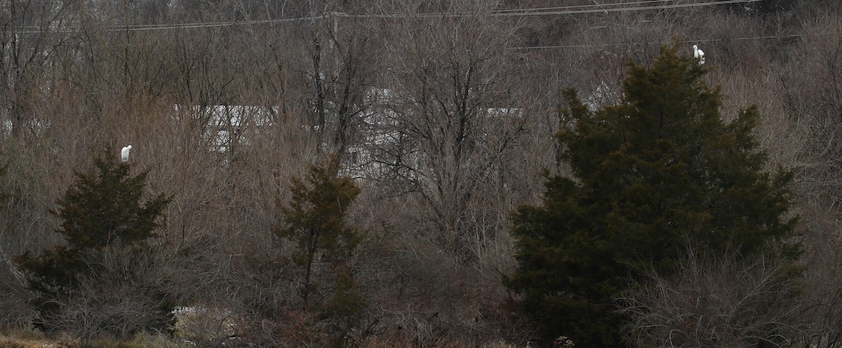 Great Egret - ML646415125