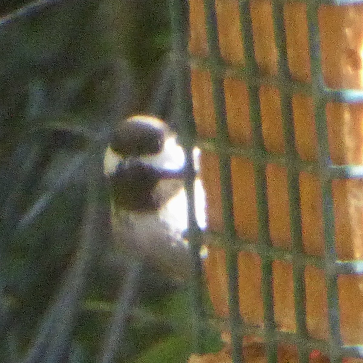 クロイロコガラ - ML646415126