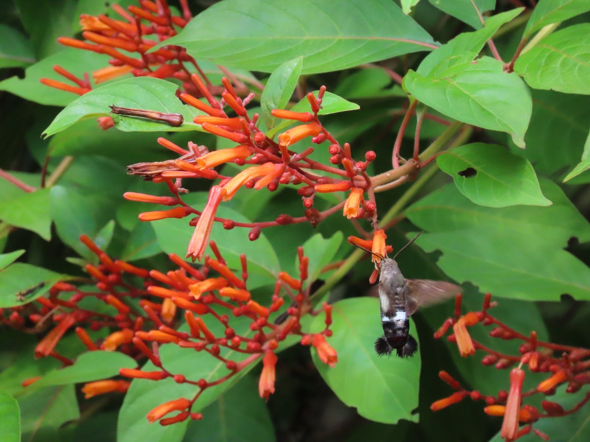 Tantalus Sphinx - ML646415129