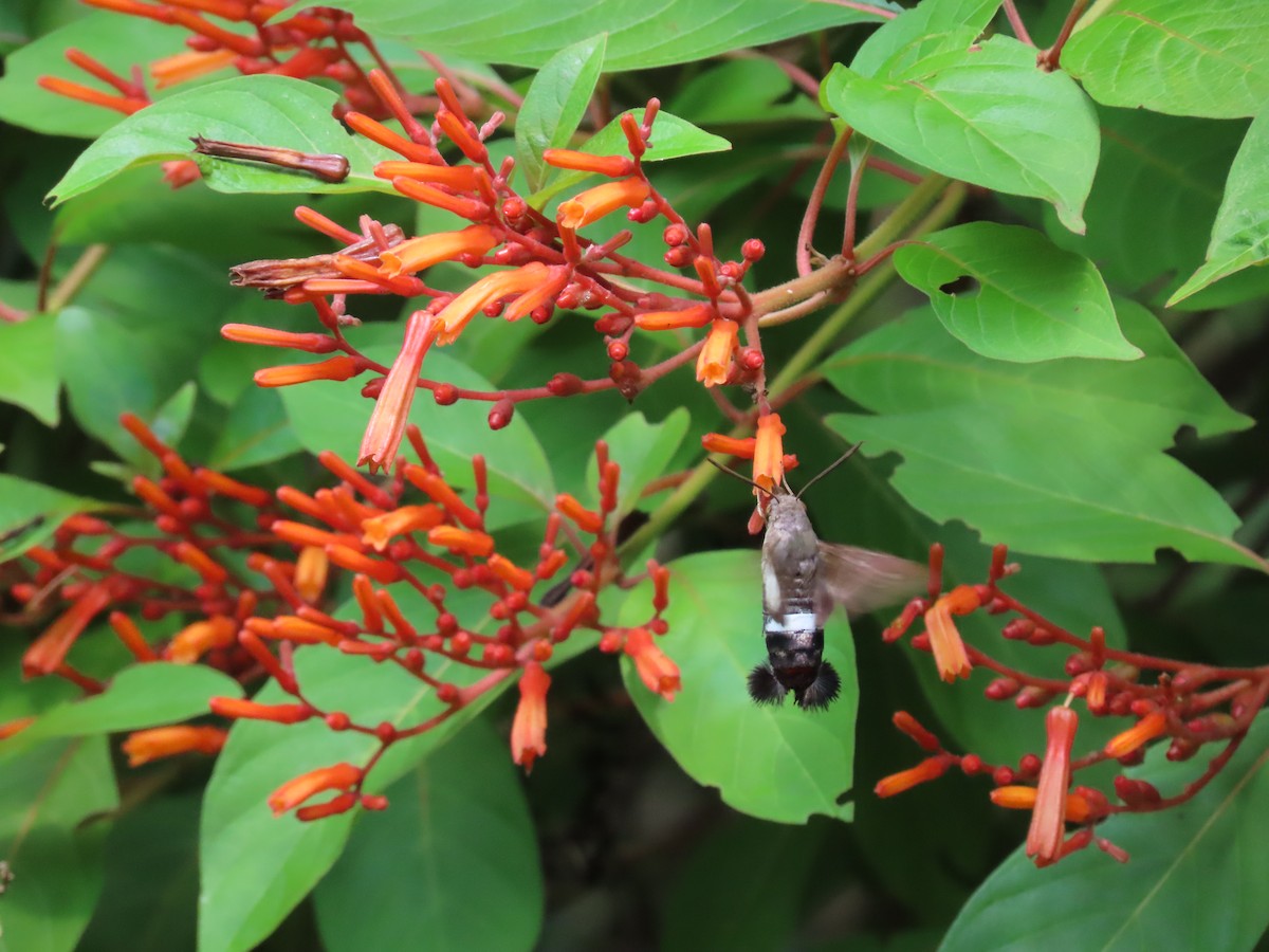 Tantalus Sphinx - ML646415130