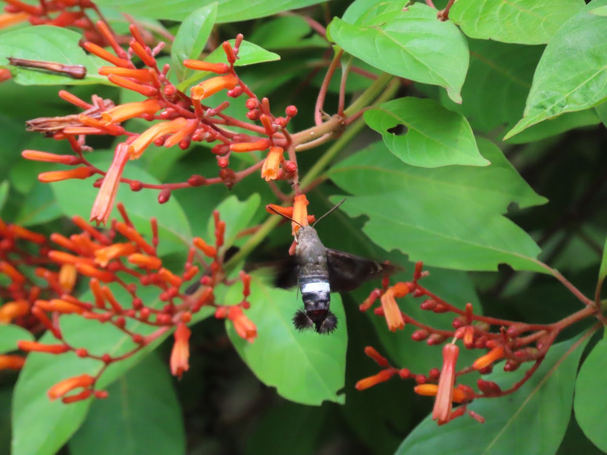 Tantalus Sphinx - ML646415131