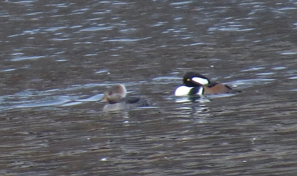 オウギアイサ - ML646415132